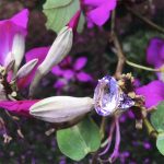 Anel Ametista Lavanda - Imagem 3