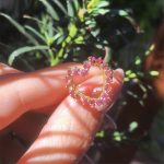 Anel coração turmalina rosa