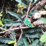 Anel Esmeraldas - Imagem 2