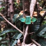 Anel Esmeraldas - Imagem 3